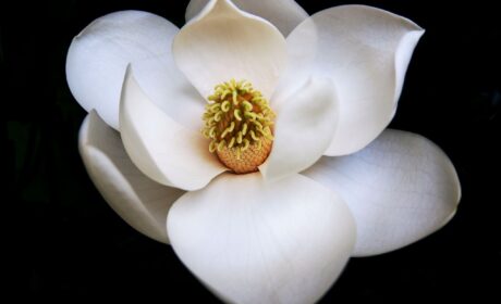 Magnolia